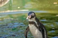 Closeup of an adorable Humboldt penguin near a pond in a zoo