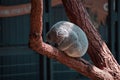 Closeup of an adorable koala lying on a tree branch