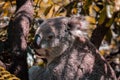 Closeup of an adorable koala sitting on a tree