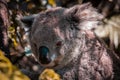 Closeup of an adorable koala sitting on a tree