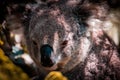 Closeup of an adorable koala with a sleepy face