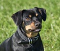 Closeup of adorable Lancashire Heeler dog with innocent eyes and black collar