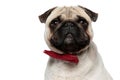 Closeup of an adorable Lovely Pug puppy wearing red bowtie