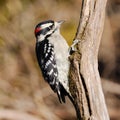 Closeup of adorable male Downy Woodpecker perched on a tree branch in Dover, Tennessee