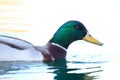 Closeup of adorable mallard duck swimming in the lake in California