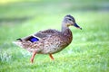 Closeup of adorable mallard duck walking on green lakeshore in California