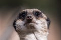 Closeup of adorable Meerkat's face looking up