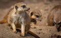 Closeup of adorable meerkats on rocks Royalty Free Stock Photo