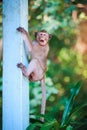 Closeup adorable monkey climbing a pole over blurred nature back