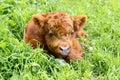 Closeup of adorable newborn Highland calf lying down peacefully in the grass