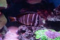 Closeup of adorable Sailfin tang fish swimming underwater Royalty Free Stock Photo