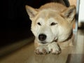 Closeup of an adorable Shiba Inu dog, lying on the ground in the sunlight