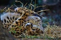 Closeup of adorable South African cheetah lying on the ground and playing with dry plants Royalty Free Stock Photo