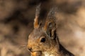 Closeup of an adorable squirrel enjoying a treat in a forest during daytime