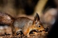 Closeup of an adorable squirrel enjoying a treat in a forest during daytime