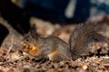 Closeup of an adorable squirrel enjoying a treat in a forest during daytime