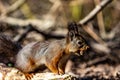 Closeup of an adorable squirrel enjoying a treat in a forest during daytime