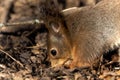 Closeup of an adorable squirrel enjoying a treat in a forest during daytime