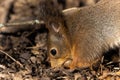 Closeup of an adorable squirrel enjoying a treat in a forest during daytime