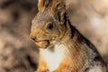 Closeup of an adorable squirrel enjoying a treat in a forest during daytime