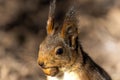 Closeup of an adorable squirrel enjoying a treat in a forest during daytime