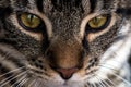 Closeup of an adorable Tabby cat's face with green eyes looking at the camera
