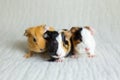 Closeup of adorable tricolour two-day-old guinea pig with its two siblings huddling together on couch