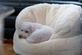 Closeup of an adorable white dog resting on a fluffy bean bag chair at home Royalty Free Stock Photo