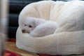 Closeup of an adorable white dog resting on a fluffy bean bag chair at home Royalty Free Stock Photo