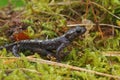 Closeup on an adul male of the endangered Caucasian salamander , Mertensiella caucasica,