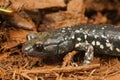 Closeup on an adult Aneides flavipunctatus, Black Salamander in Royalty Free Stock Photo