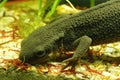 Closeup on an aquatic Japanese fire bellied newt , Cynops pyrrhogaster, feeding on red bloodworms Royalty Free Stock Photo