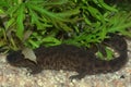 Closeup on an adult aquatic Spanish ribbed newt, Pleurodeles waltl