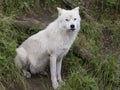 Adult arctic wolf sitting in grass