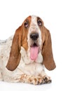 Closeup adult basset hound dog. isolated on white background