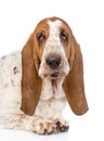 Closeup adult basset hound dog. on white background