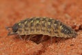 Closeup on an adult black-headed woodlouse, Porcellio spinicornis, sitting on a red brick