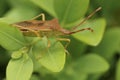 Closeup on an adult Box bug, Gonocerus acuteangulatus posing on a green leaf in the garden
