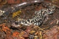 Closeup on an adult bright white Slimy salamander species , Plethodon glutinosus complex Royalty Free Stock Photo