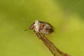 Closeup on an adult bronze colored Woundwort shieldbug, Eysarcoris venustissimus