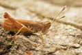 Closeup on an adult brown colored European rufous grasshopper, Gomphocerippus rufus