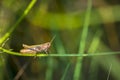 Closeup on an adult brown colored European rufous grasshopper male, Gomphocerippus rufus