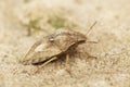 Closeup on an adult brown Tortoise shield bug, Eurgygaster testudinaria sitting on a stone Royalty Free Stock Photo