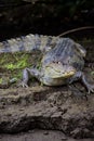 Closeup of an adult caiman sitting on the sludgy riverbank