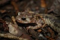 Closeup of an adult  Clouded salamander, Aneides vagrans Royalty Free Stock Photo
