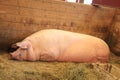 Closeup of an adult domestic pig covered with flies resting in the barn.