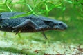 Closeup on an adult female Japanese fire-belied newt, Cynops pyrrhogaster swimming Royalty Free Stock Photo