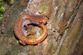 Closeup on an adult  Foer - toed salamander, Hemidactylium scuta Royalty Free Stock Photo