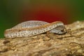 Closeup on an adult Foer-toed salamander, Hemidactylium scutatum sitting on wood Royalty Free Stock Photo