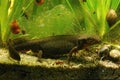 Closeup on an adult Fuding fire-bellied newt, Cynops fudingensis Royalty Free Stock Photo